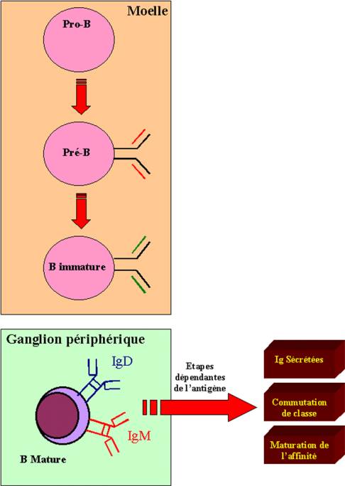 Importance De L`augmentation Du Nombre Des Lymphocytes